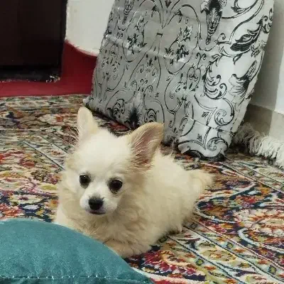 سگ خانگی خیلی بازیگوش|سگ|اهر, |دیوار