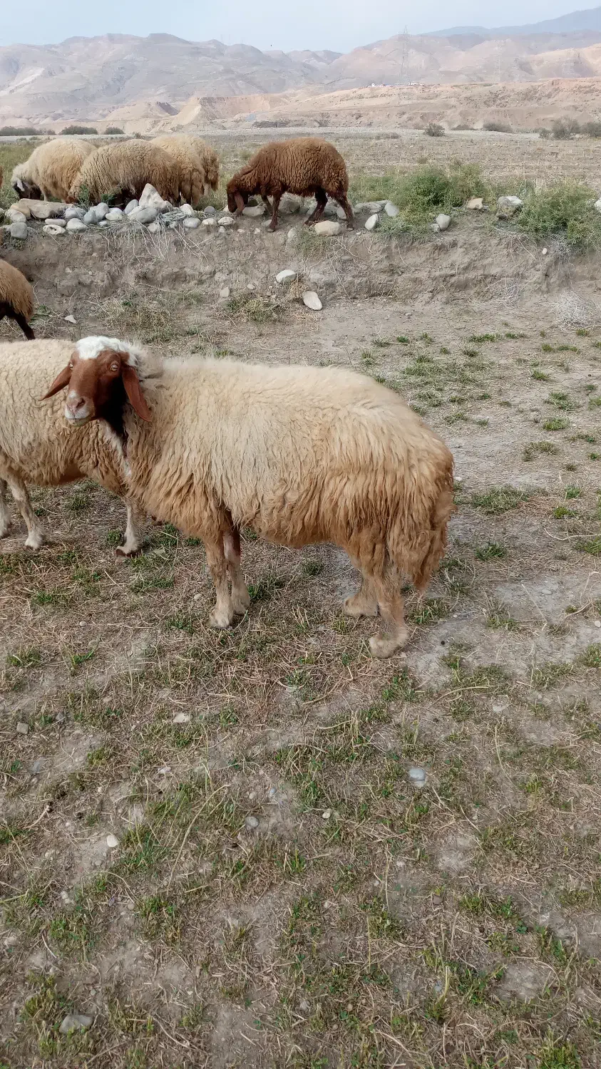 قوچ .ورن|حیوانات مزرعه|دره شهر, |دیوار