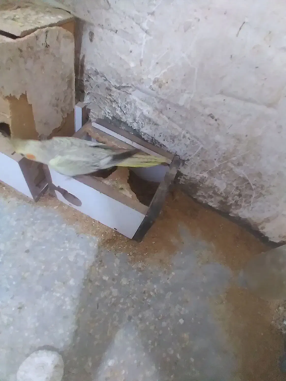 طوطی عروس جابجا با ۱۲تا کبوترمعمولی|پرنده|بابل, |دیوار