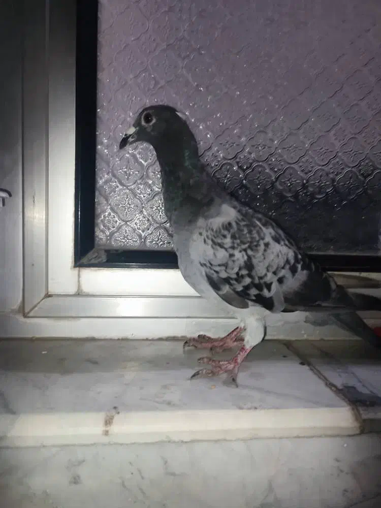 کبوتر مسافتی|پرنده|خوی, |دیوار