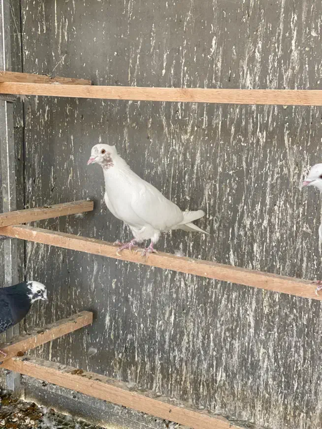 کفتر|پرنده|ورامین, ورامین|دیوار