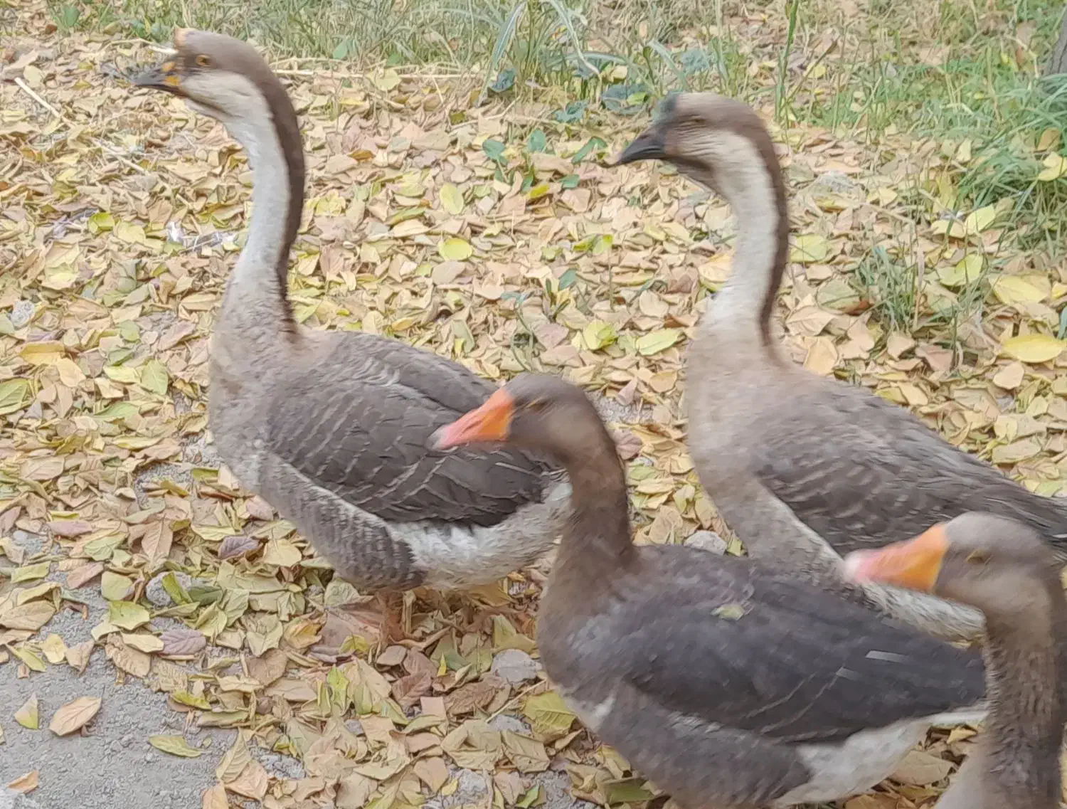 قو غاز و غاز ماده|حیوانات مزرعه|شهریار, شهریار|دیوار