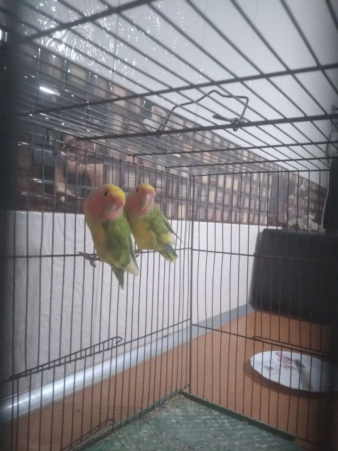 طوطی برزیلی|پرنده|قره چای, |دیوار