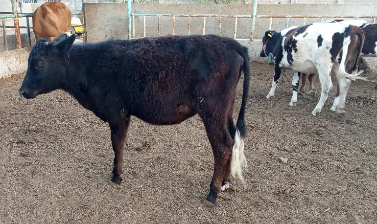 بچر|حیوانات مزرعه|خرمشهر, |دیوار