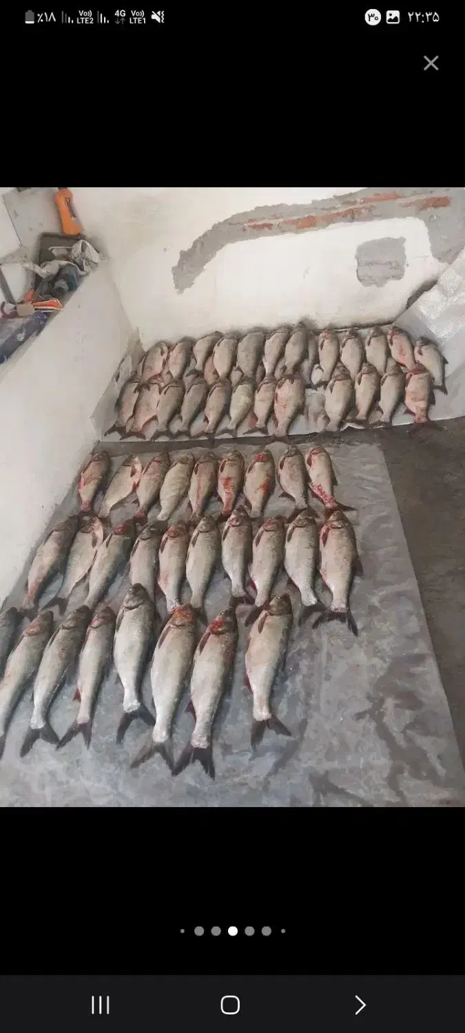 ماهی قزل وحشی|ماهی|خمینی‌شهر, |دیوار