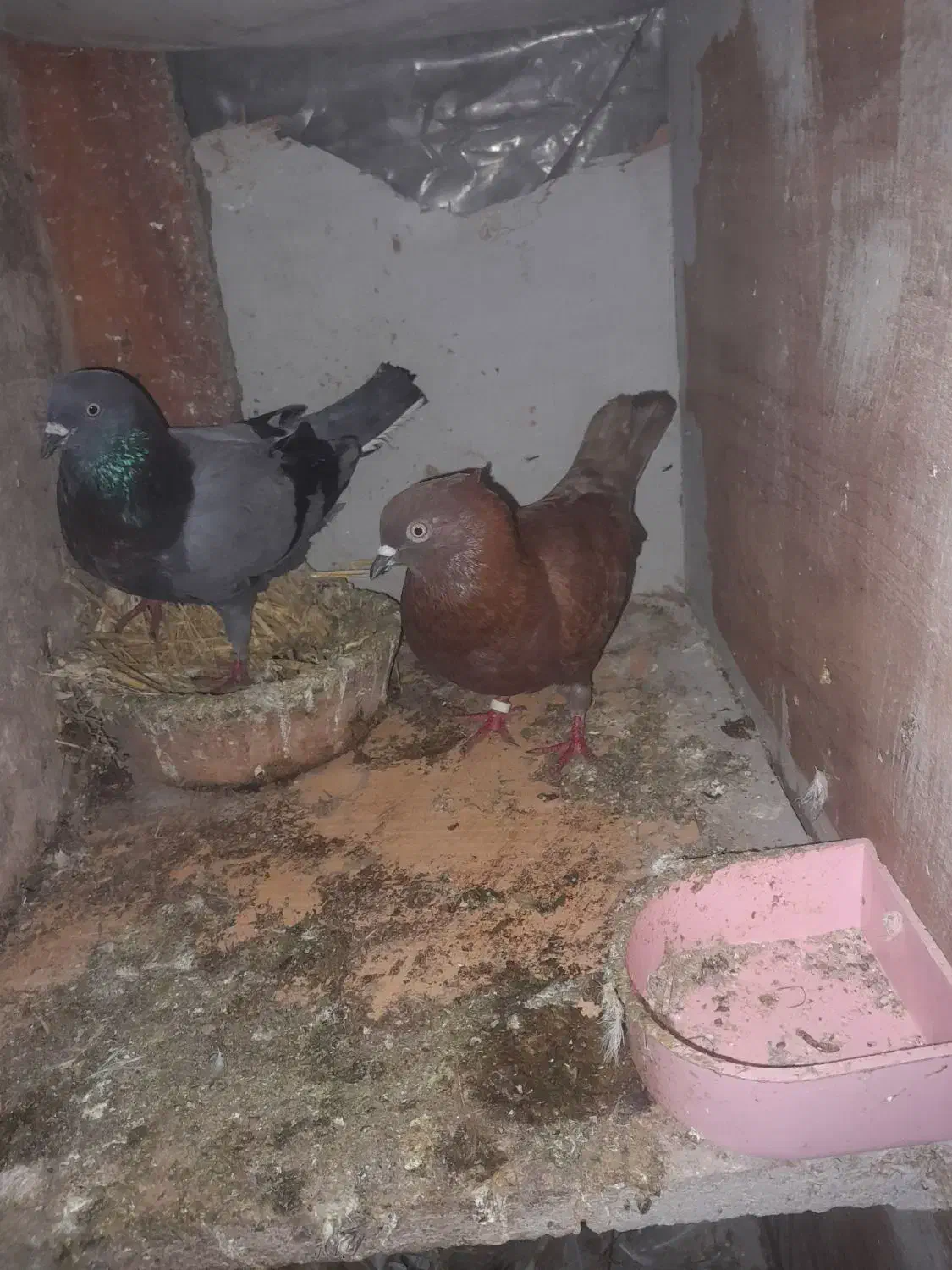 کبوتر|پرنده|لولمان, |دیوار