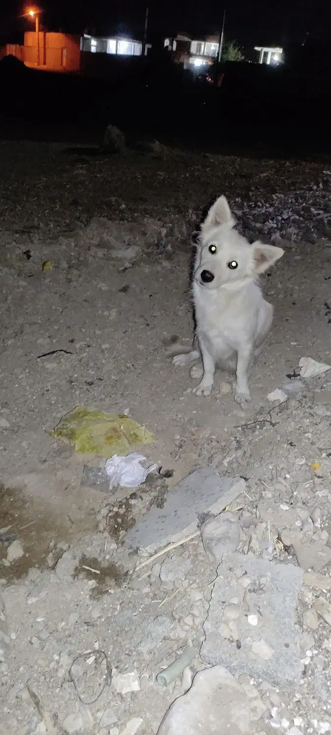 سگ گمشده|سگ|نورآباد ممسنی, |دیوار