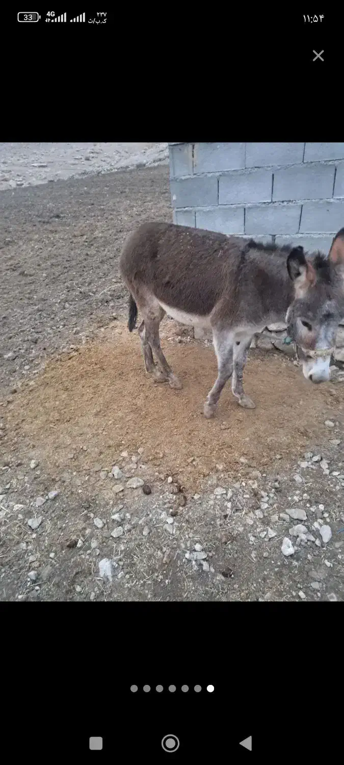 خر نر|حیوانات مزرعه|باغ ملک, |دیوار