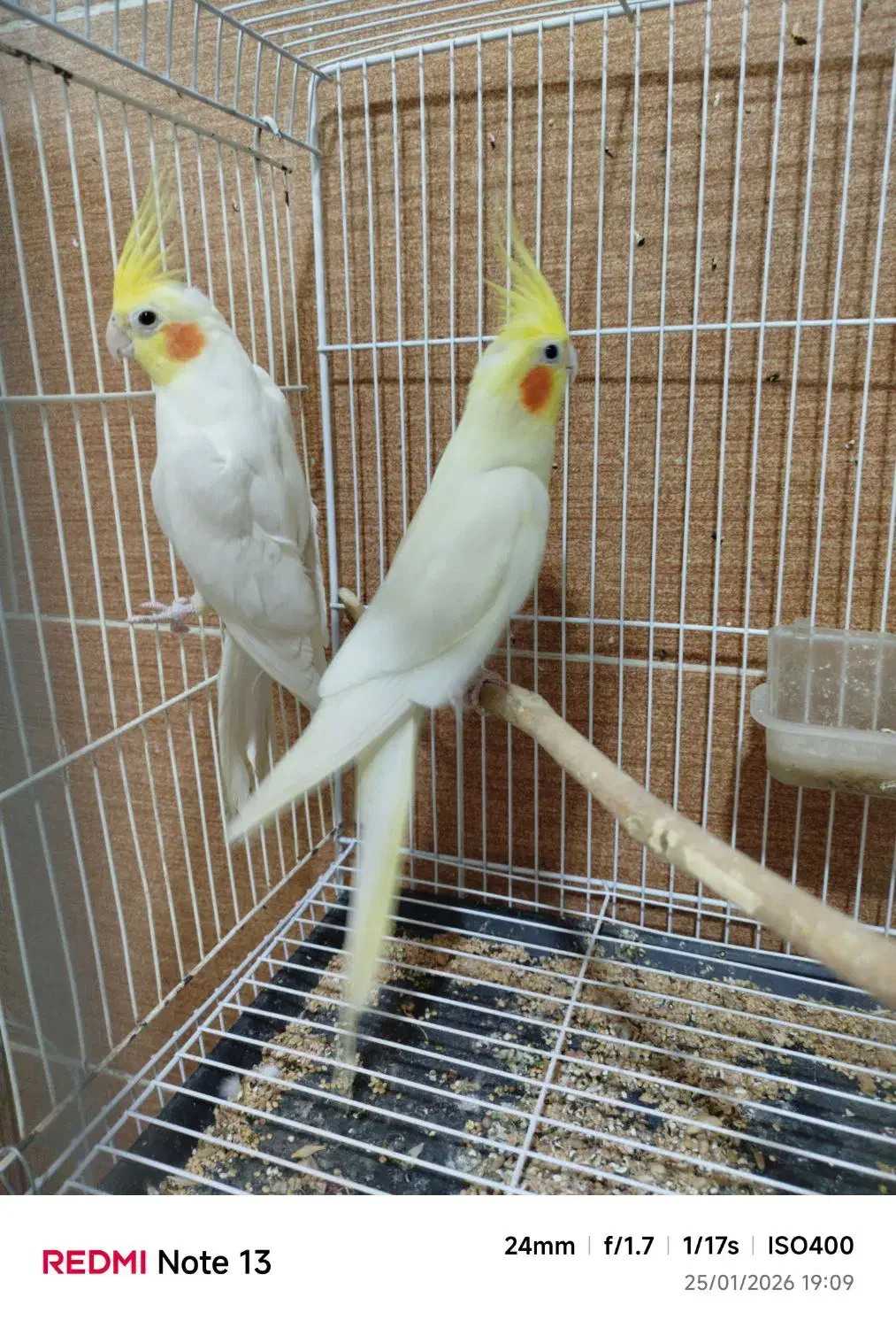 عروس هلندی لوتینو|پرنده|مینودشت, |دیوار