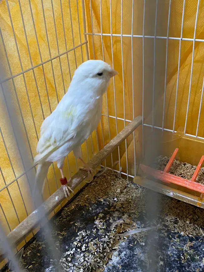 قناری نر مست مست|پرنده|تبریز, |دیوار