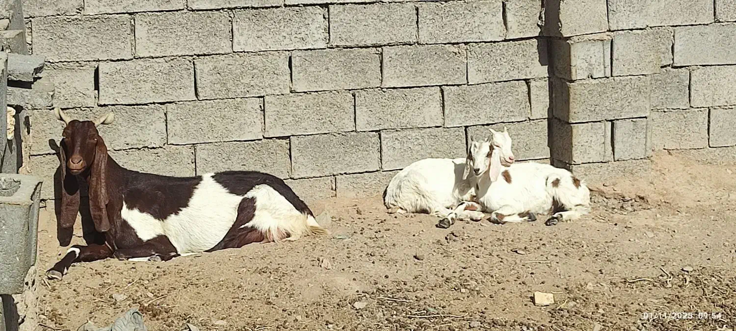 شاه بز گلابی کاموری استثنایی|حیوانات مزرعه|مشهد, بهشت|دیوار