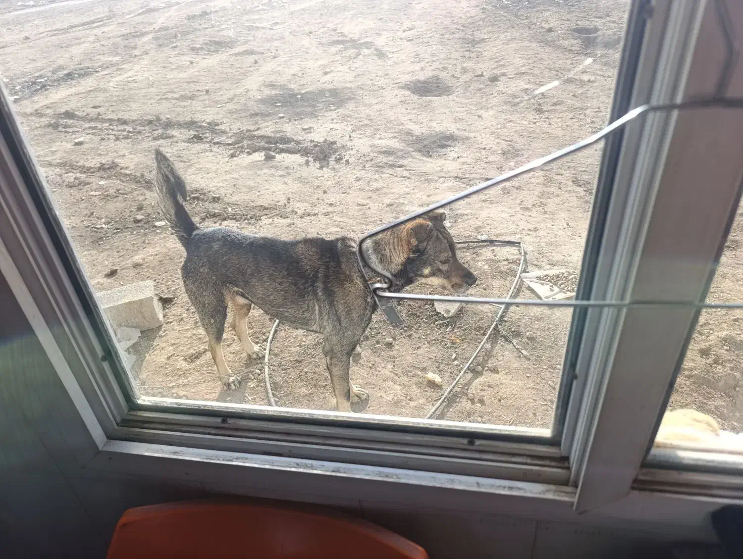 سگ نگهبان|سگ|رباط‌کریم, رباط‌کریم|دیوار