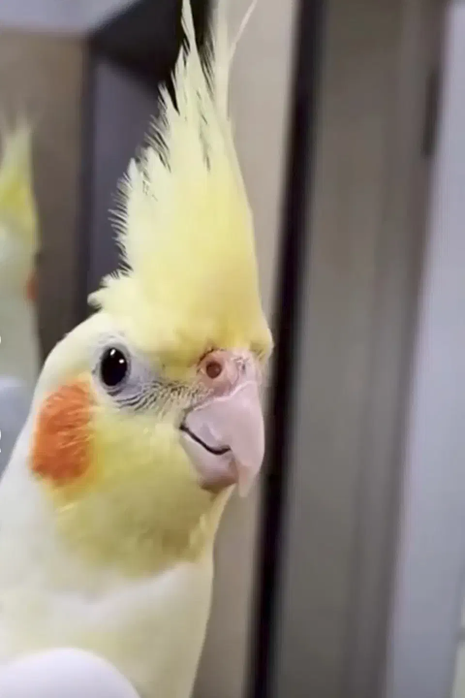 عروس هلندی|پرنده|قروه, |دیوار