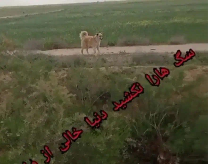 سگ نر قدرجونی|سگ|رودشت (چهارمحال و بختیاری), |دیوار