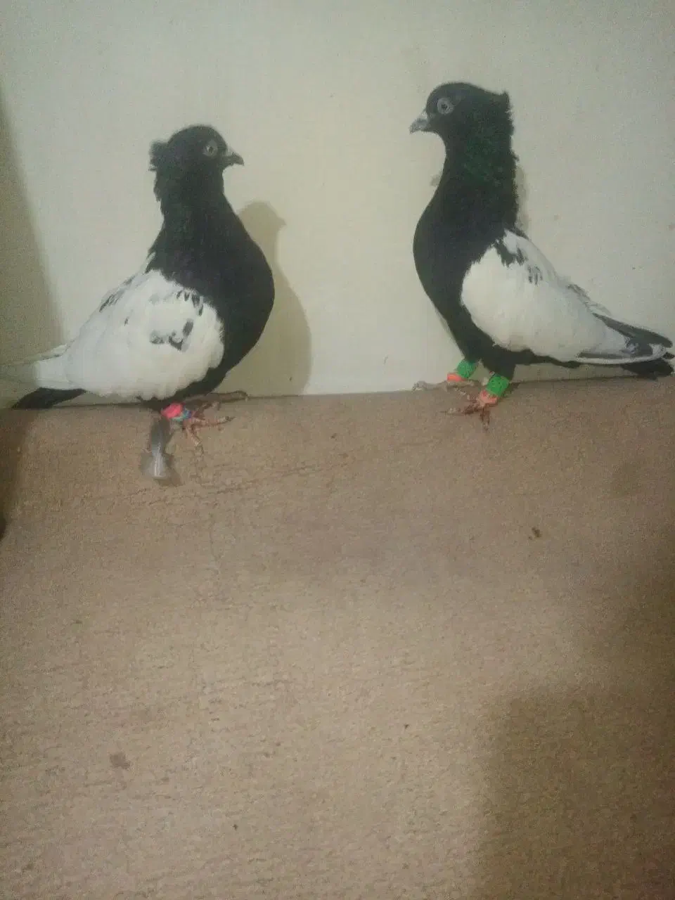 نروماده سینه سیاه کاکلی|پرنده|تربت‌حیدریه, حاجی یار‎|دیوار