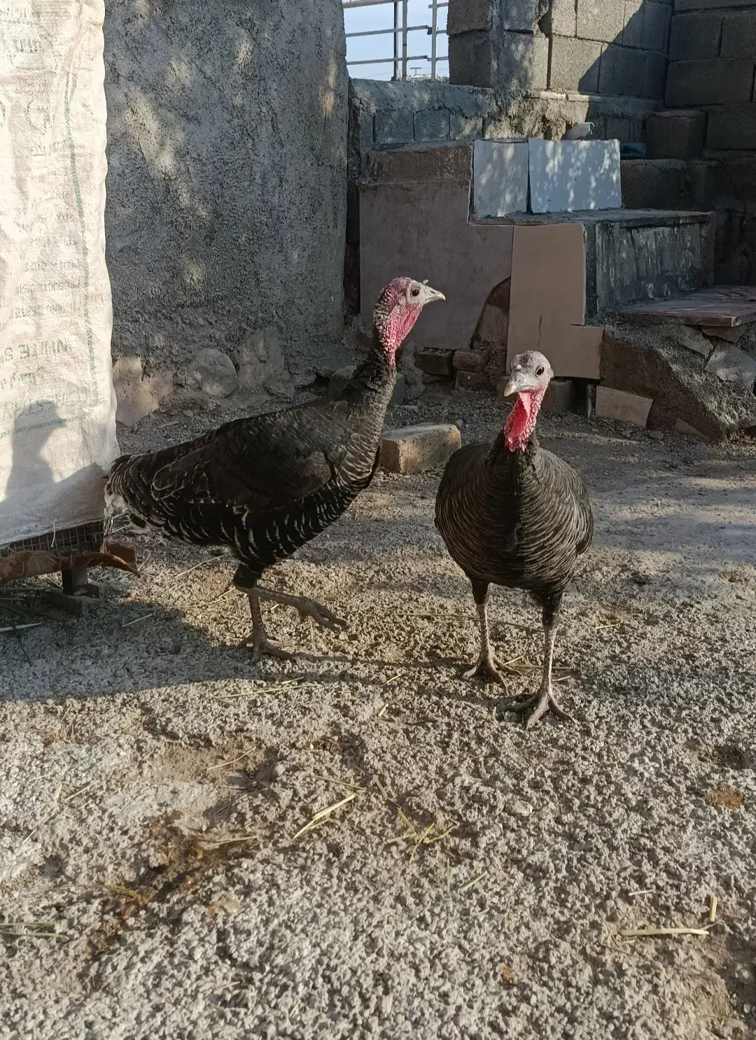 بوقلمون محلی|حیوانات مزرعه|آبدانان, |دیوار