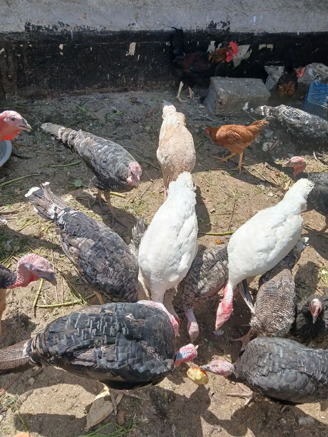بوقلمون|حیوانات مزرعه|شیراز, کوشک بیدک|دیوار