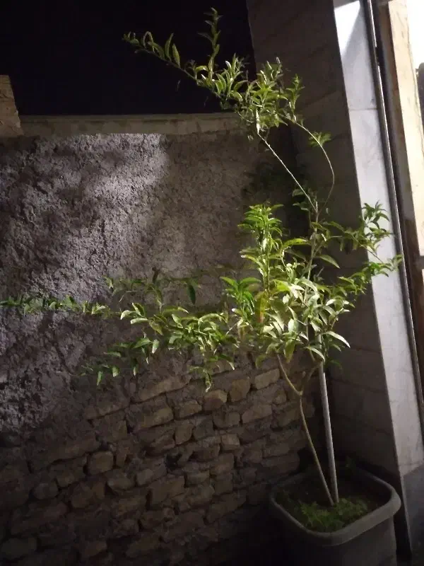 یک عدد گل شب بو|گل و گیاه طبیعی|زنجان, |دیوار