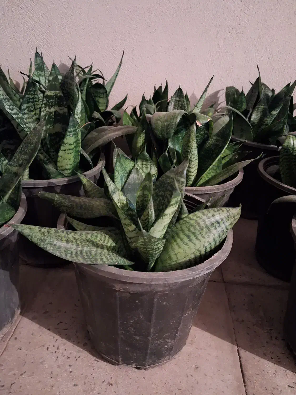 گل سانسوریا خونگی|گل و گیاه طبیعی|آبیک, |دیوار