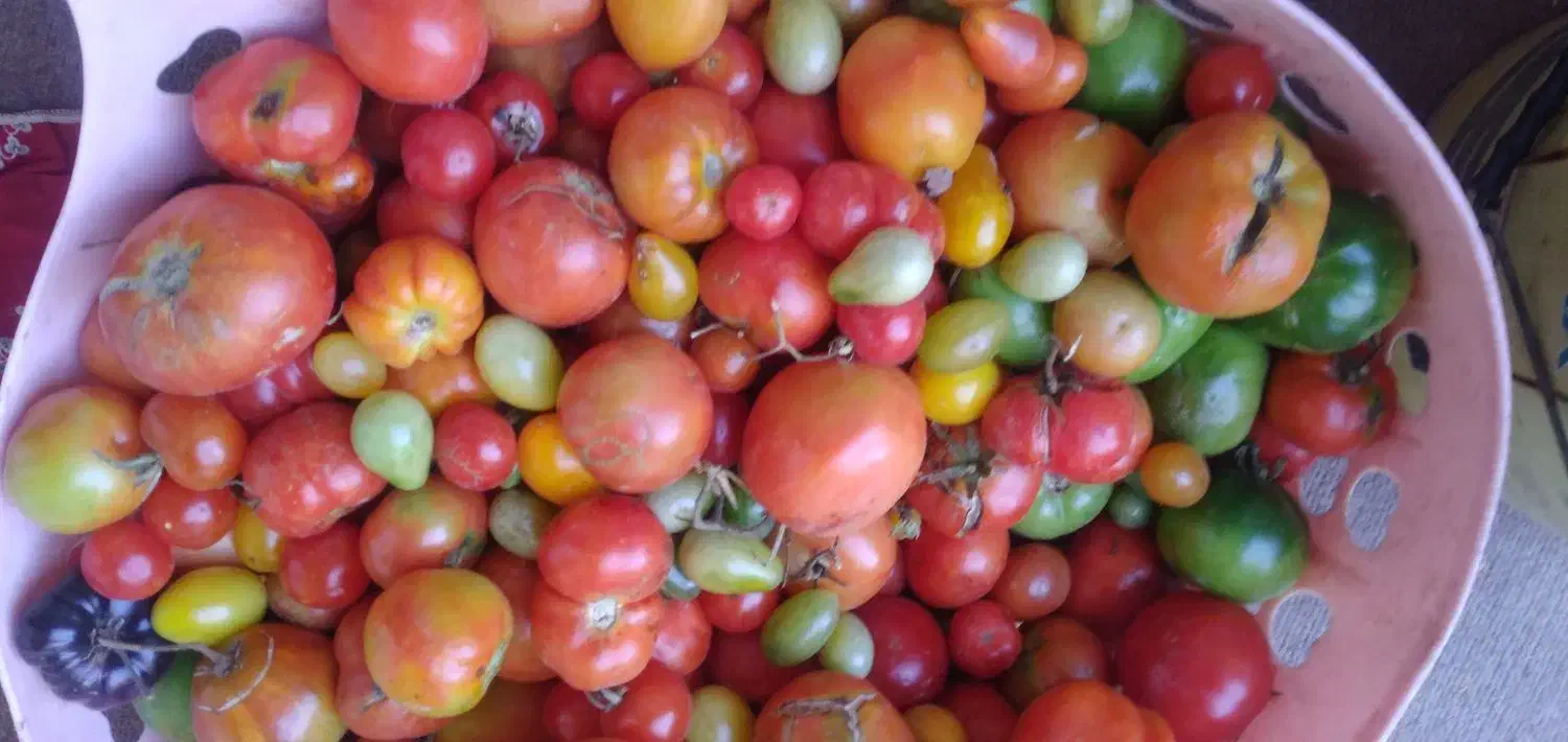 فروش گوجه فرنگی|خوردنی و آشامیدنی|قره ضیاالدین, |دیوار