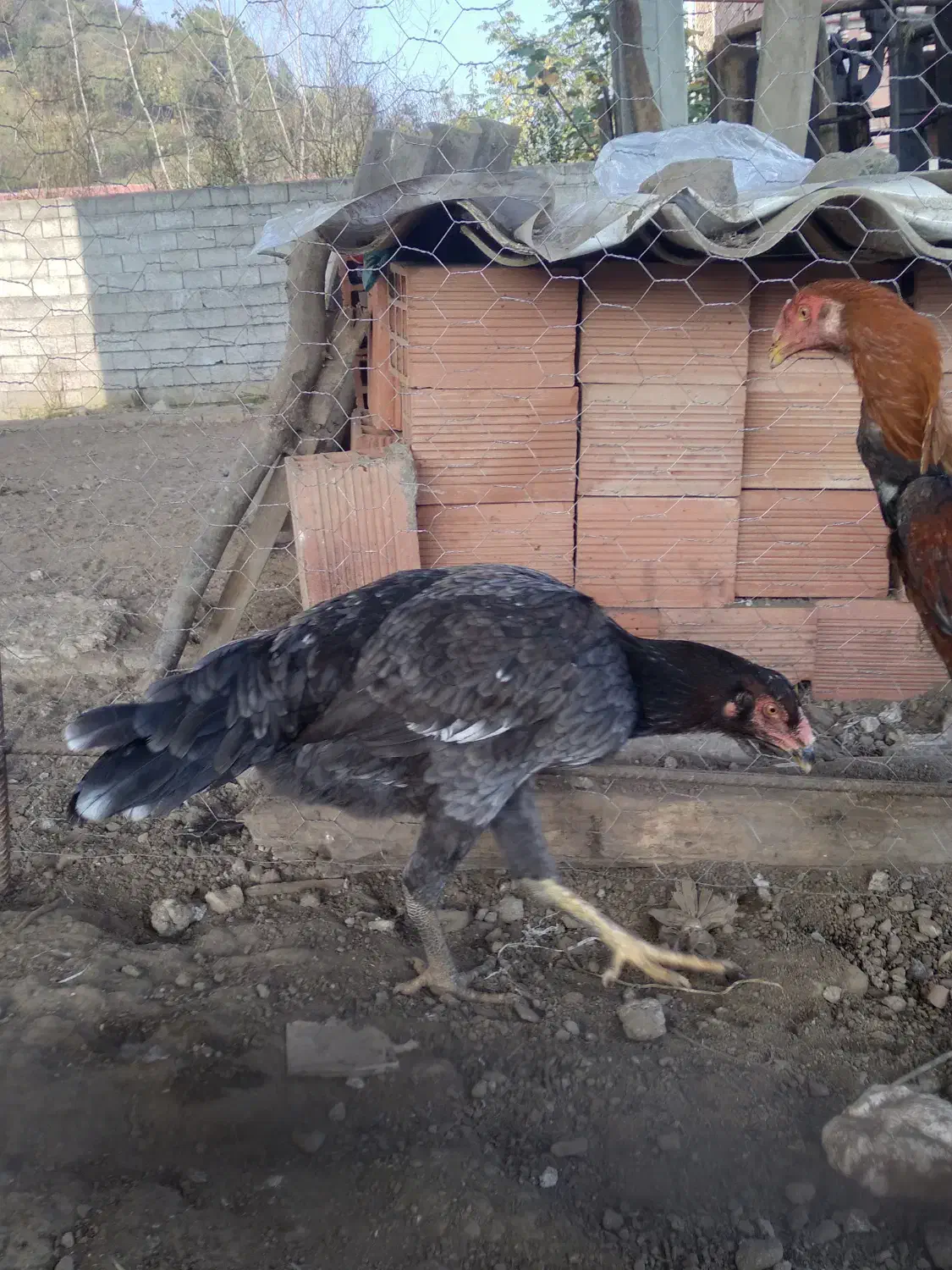 خروس ومرغ لاری ۷ماهه|حیوانات مزرعه|لوندویل, |دیوار