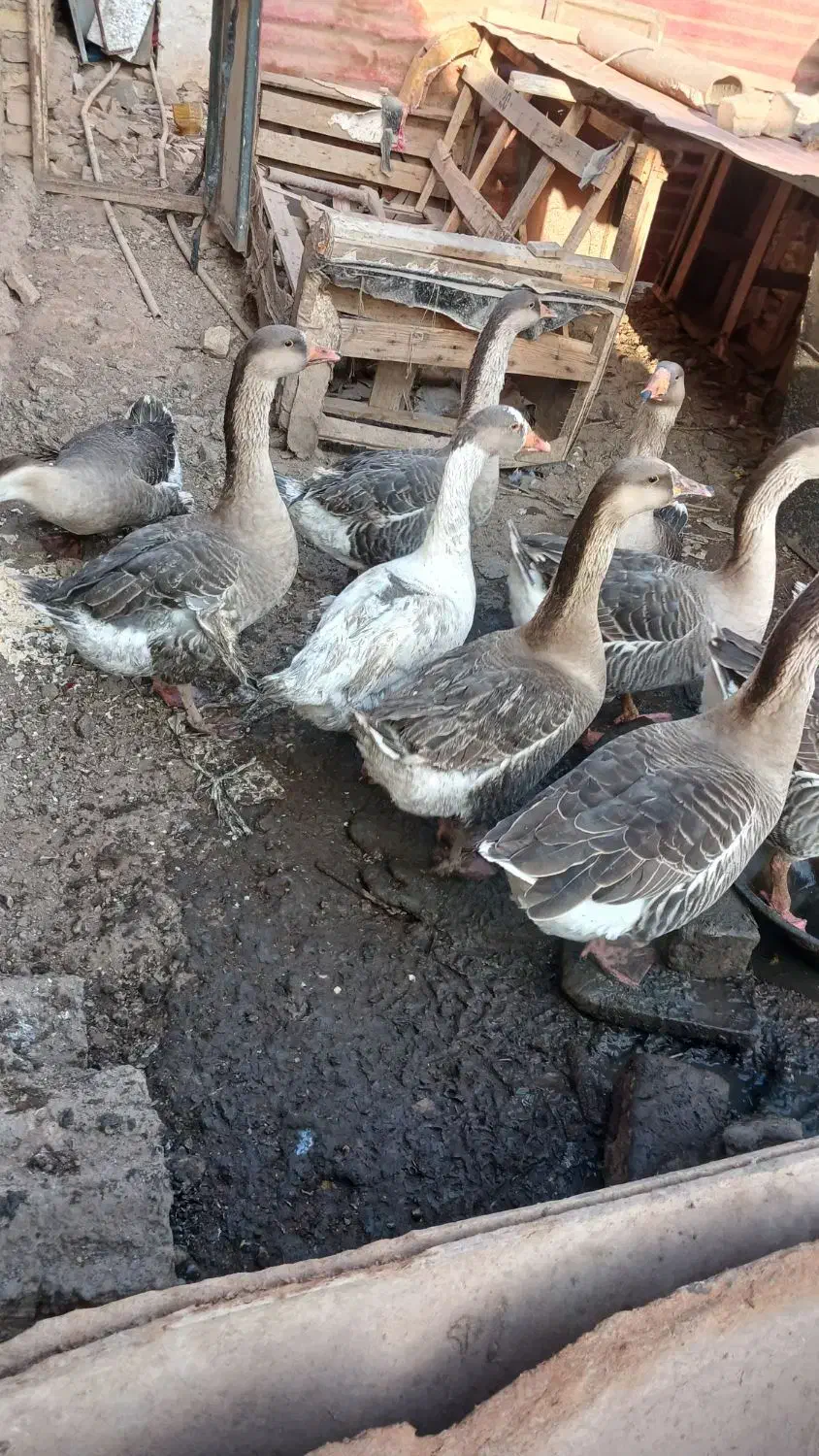 غاز اُردک خروس|حیوانات مزرعه|دشتابی, |دیوار