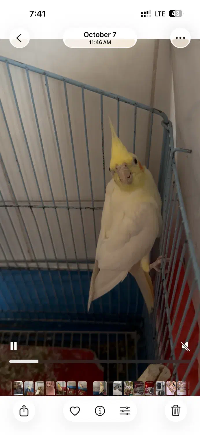 عروس هلندی|پرنده|مشگین شهر, |دیوار