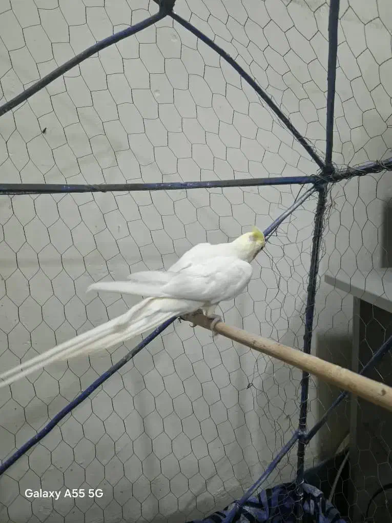 عروس هلندی لوتینیو|پرنده|خرمشهر, |دیوار