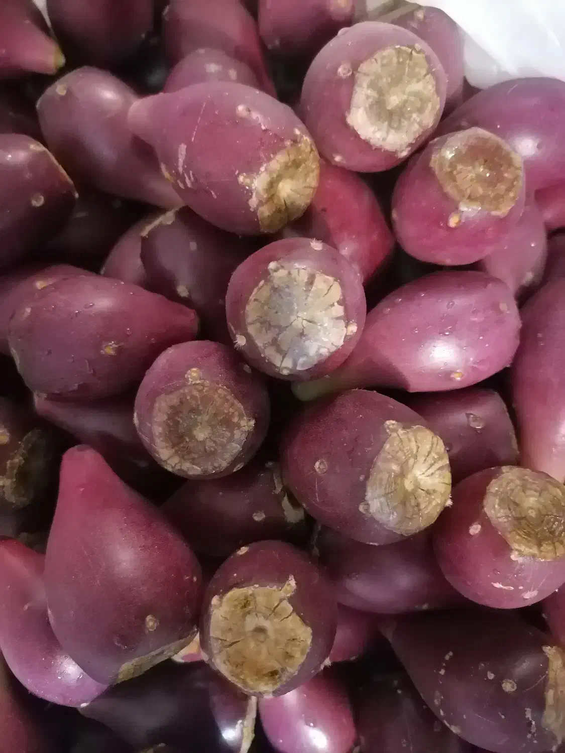 میوه کاکتوس|خوردنی و آشامیدنی|رشت, جهاد|دیوار