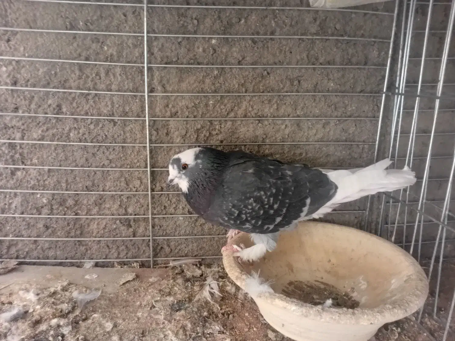 کفتر|پرنده|زارچ, |دیوار