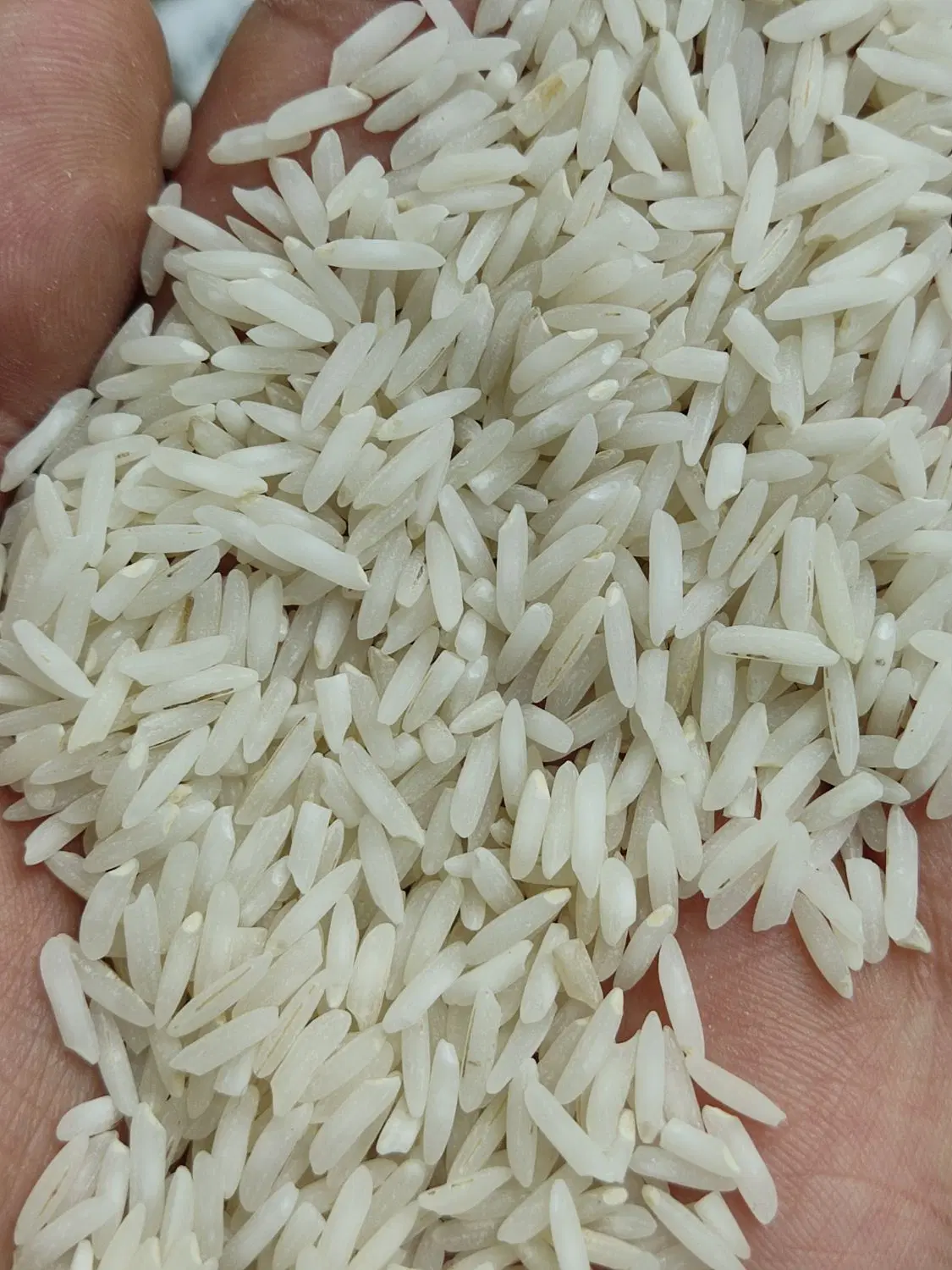 برنج شیرودی خالص|خوردنی و آشامیدنی|تهران, گلچین|دیوار