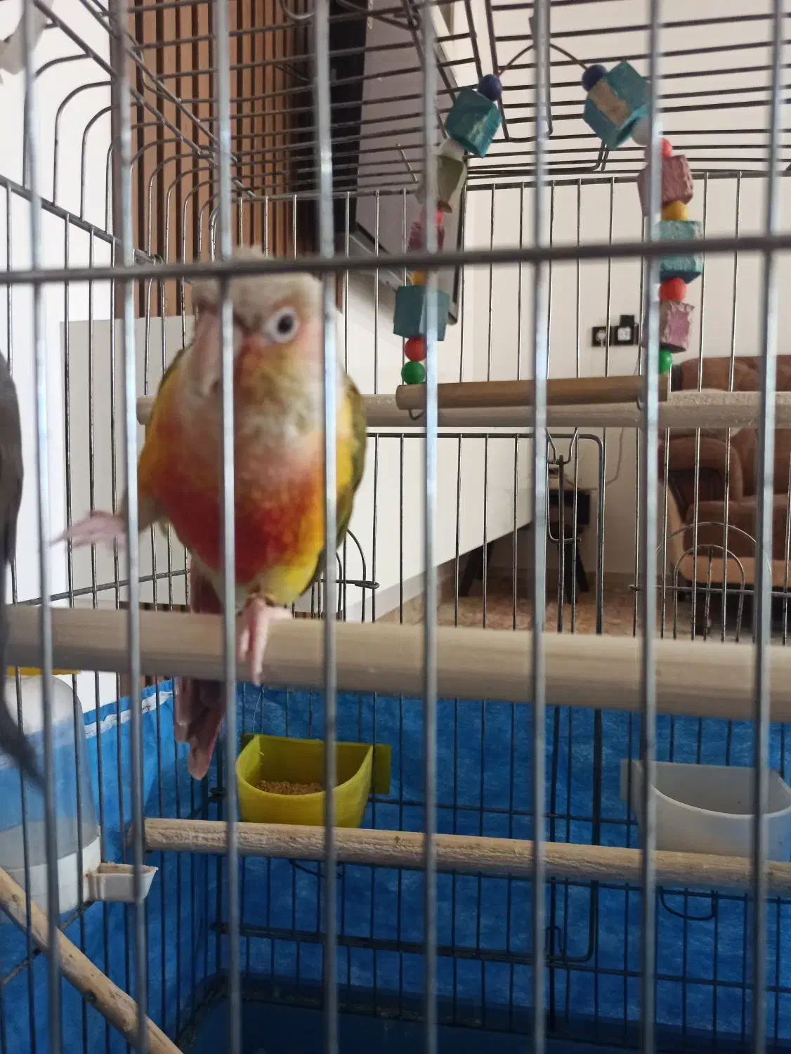 گرینچیک و عروس وایت فیس|پرنده|خرمآباد, |دیوار