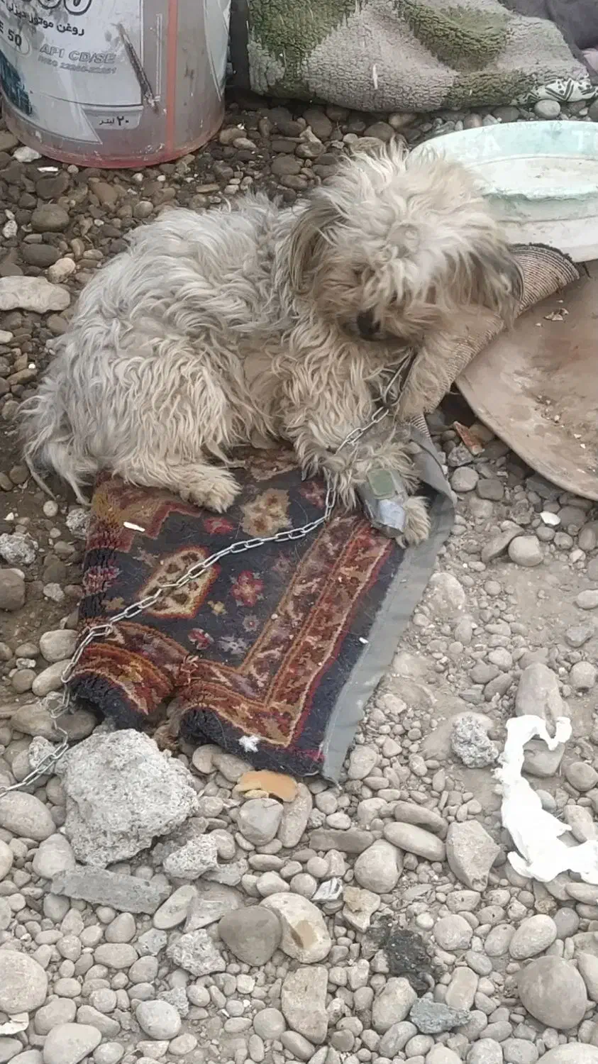 سگ بامزه|سگ|بهبهان, |دیوار