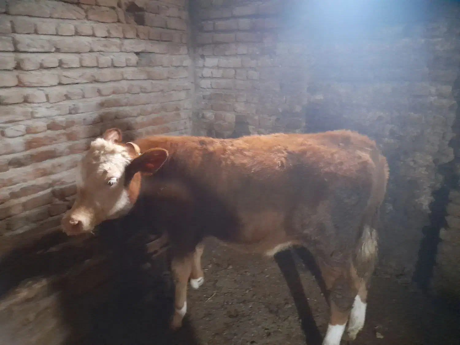 گاو سیمنتال|حیوانات مزرعه|سراجو, |دیوار