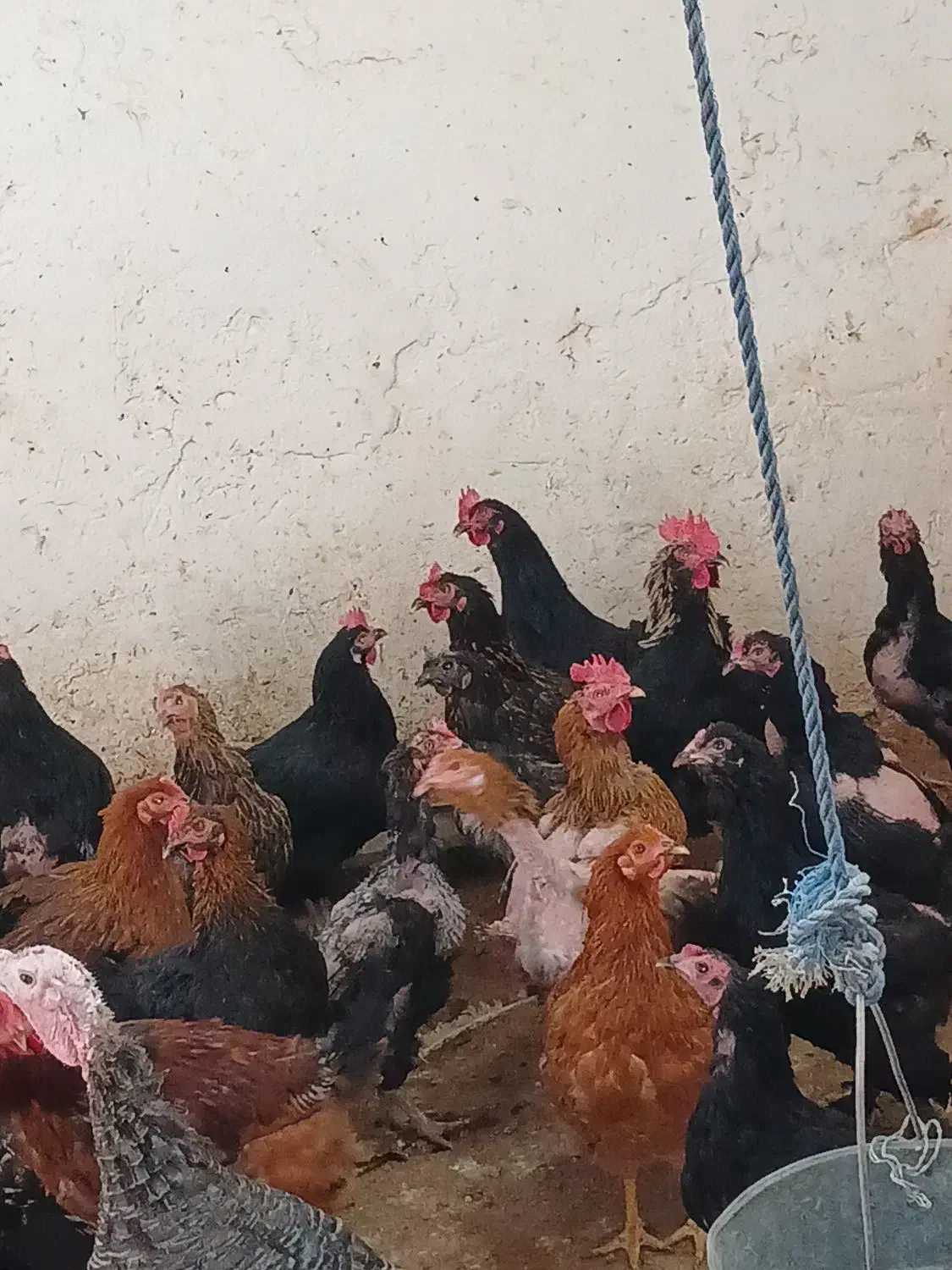 انواع مرغ خروس و بوقلمون|حیوانات مزرعه|سبزوار, امیر کبیر|دیوار