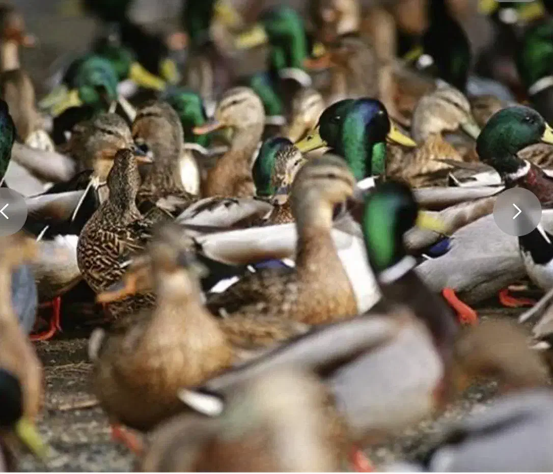 اردک محلی تو عکس معلومه همه صحرا|حیوانات مزرعه|بابل, |دیوار