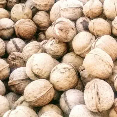گردو خورشتی|خوردنی و آشامیدنی|تهران, خزانه|دیوار
