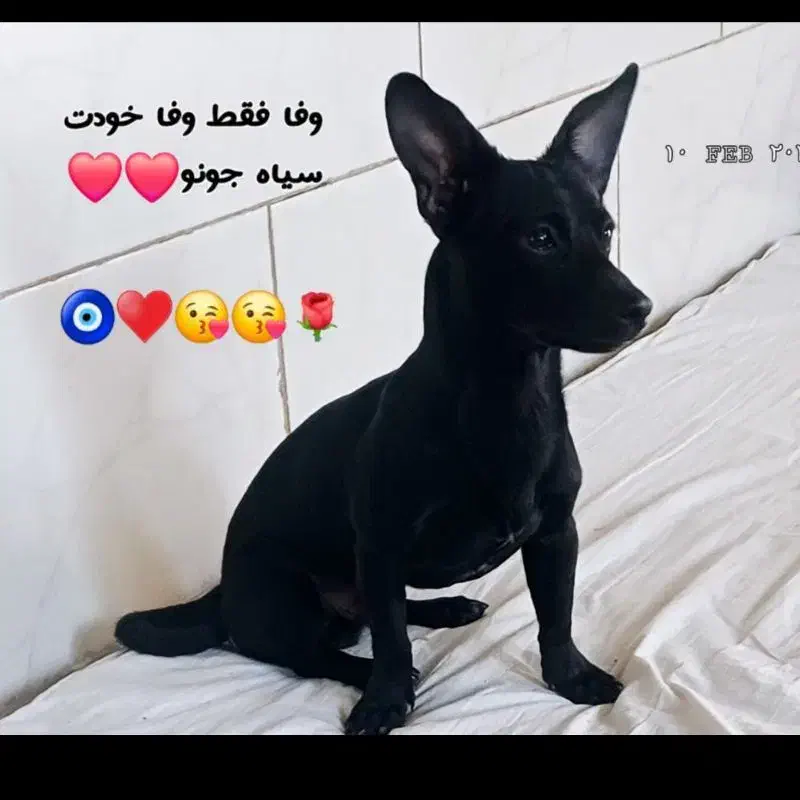 سگ گمشده در بم|حیوانات|بم, |دیوار