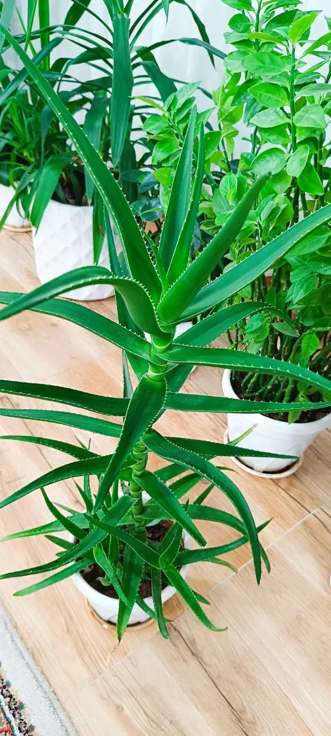 گل شاخ بزی|گل و گیاه طبیعی|کرمانشاه, |دیوار