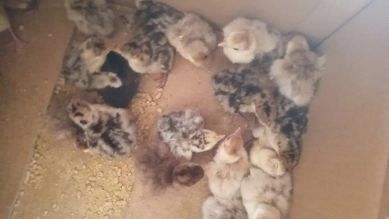 جوجه بوقلمون ۱ روزه|حیوانات مزرعه|تویسرکان, |دیوار