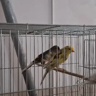 فروش قناری|پرنده|اردکان, |دیوار