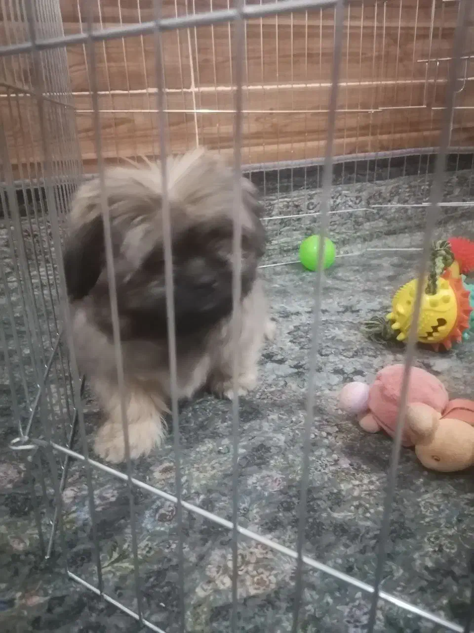 شیتزو کراس فروشی قیمت پیشنهادی|سگ|شیراز, سعدیه شمالی|دیوار