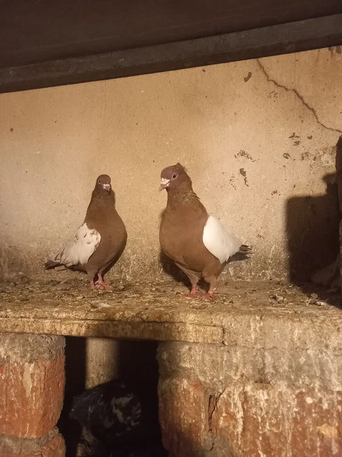 سینه سرخ جفت|پرنده|عجب شیر, |دیوار