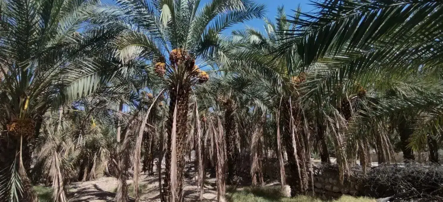 نمایندگی رسمی کود هیومیک اسید خوزستان برای کشاورزی|گل و گیاه طبیعی|اهواز, کیانپارس |دیوار