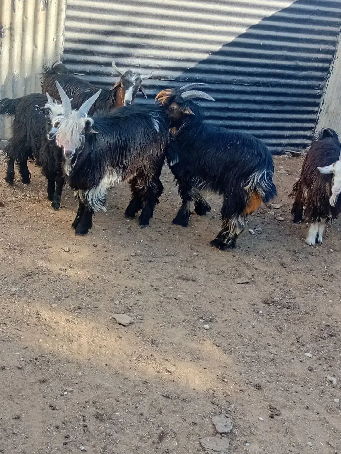 بیگ نر چهار عدد مست مست|حیوانات مزرعه|مسجد سلیمان, |دیوار