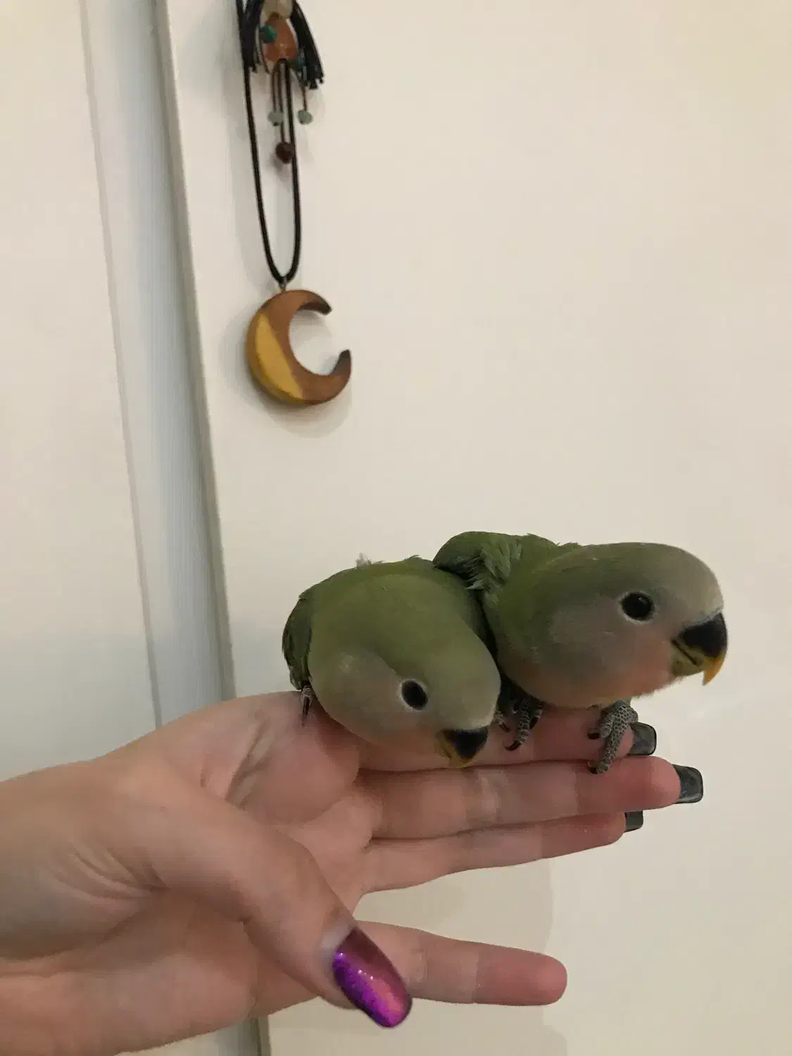 طوطی برزیلی های اوپال کاملا دستی|پرنده|تهران, شهرک پرواز|دیوار