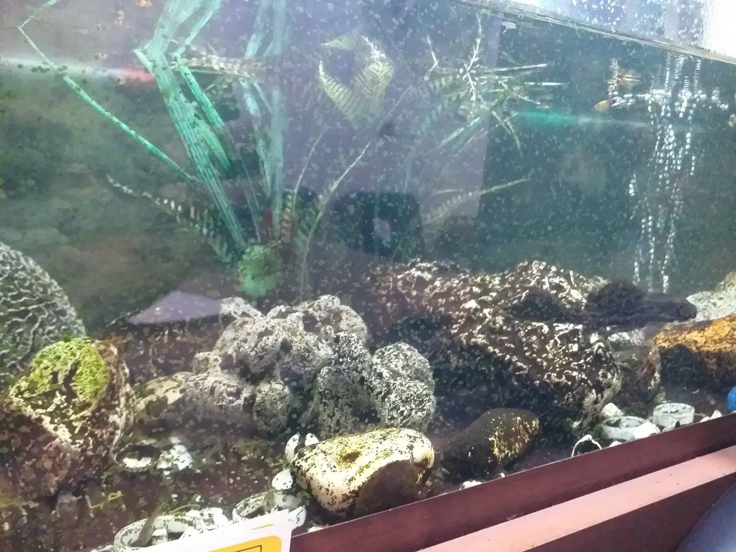 فروش آکواریوم آماده با ماهی و لوازم|ماهی|مشگین شهر, |دیوار