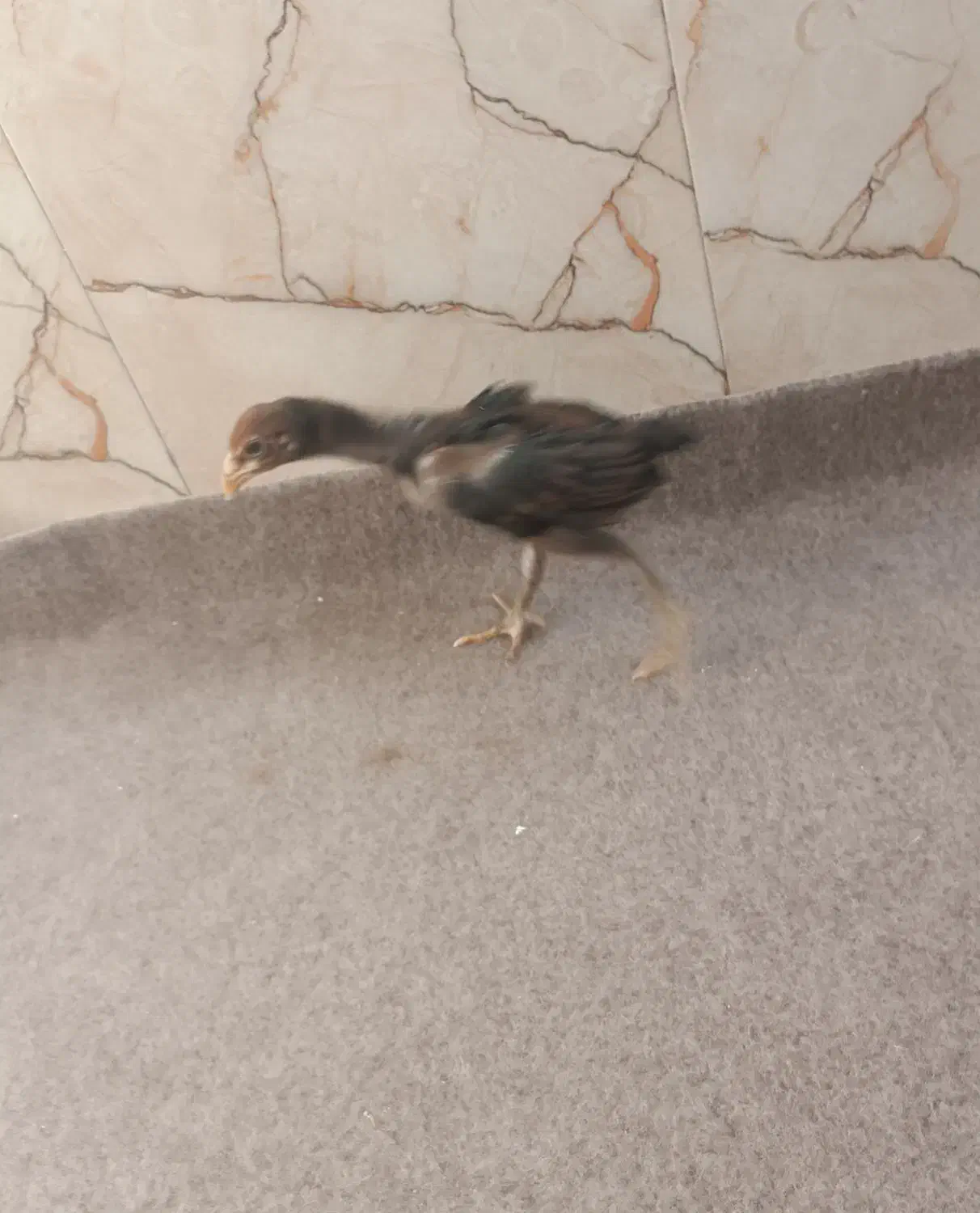 جوجه لاری|حیوانات مزرعه|قیدار, |دیوار