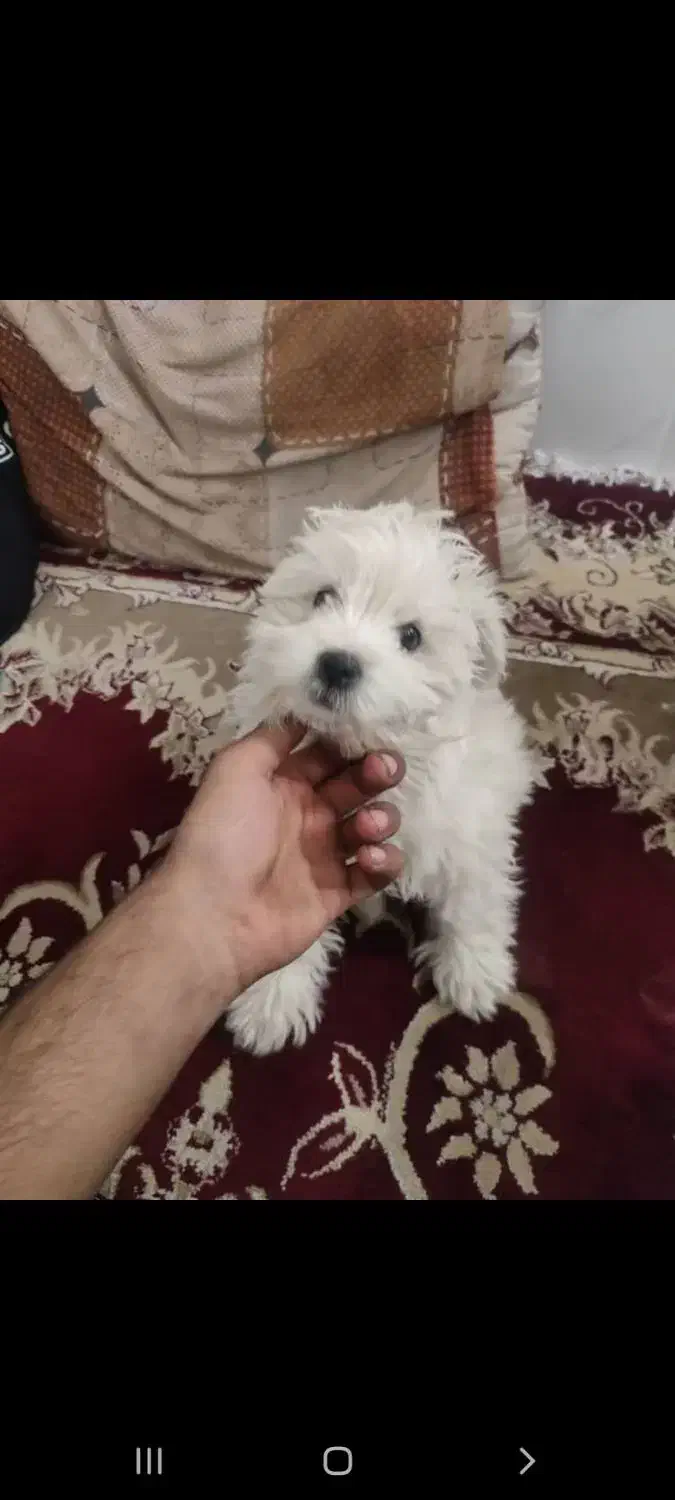 سگ شیتزو|سگ|سبزوار, شرق کال جنوبی (شمس آبادی)|دیوار