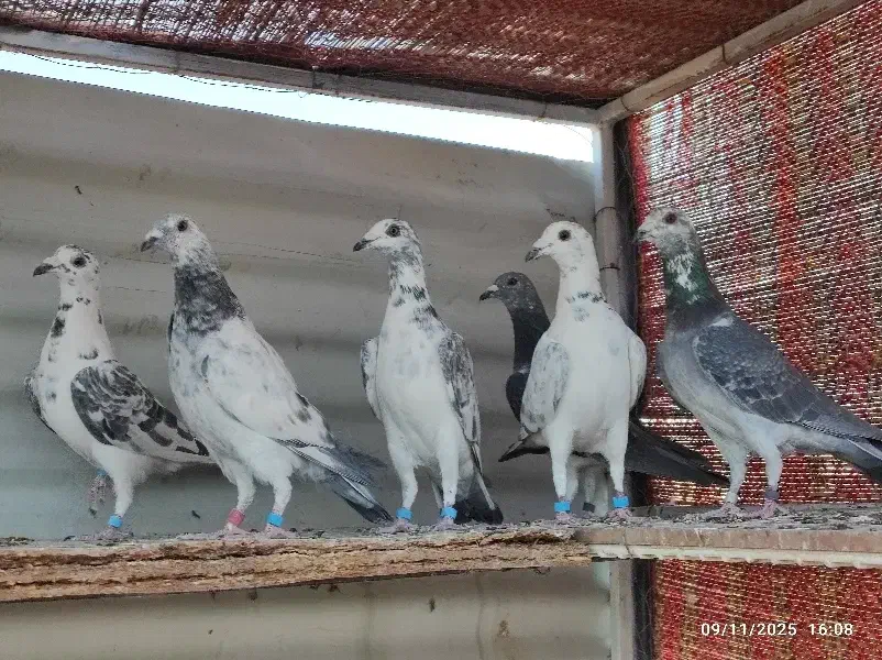 کبوتر ضمانتی|پرنده|سربیشه, |دیوار